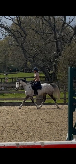 "Flashy ladies prospect" Dapple Grey Mare All Rounder