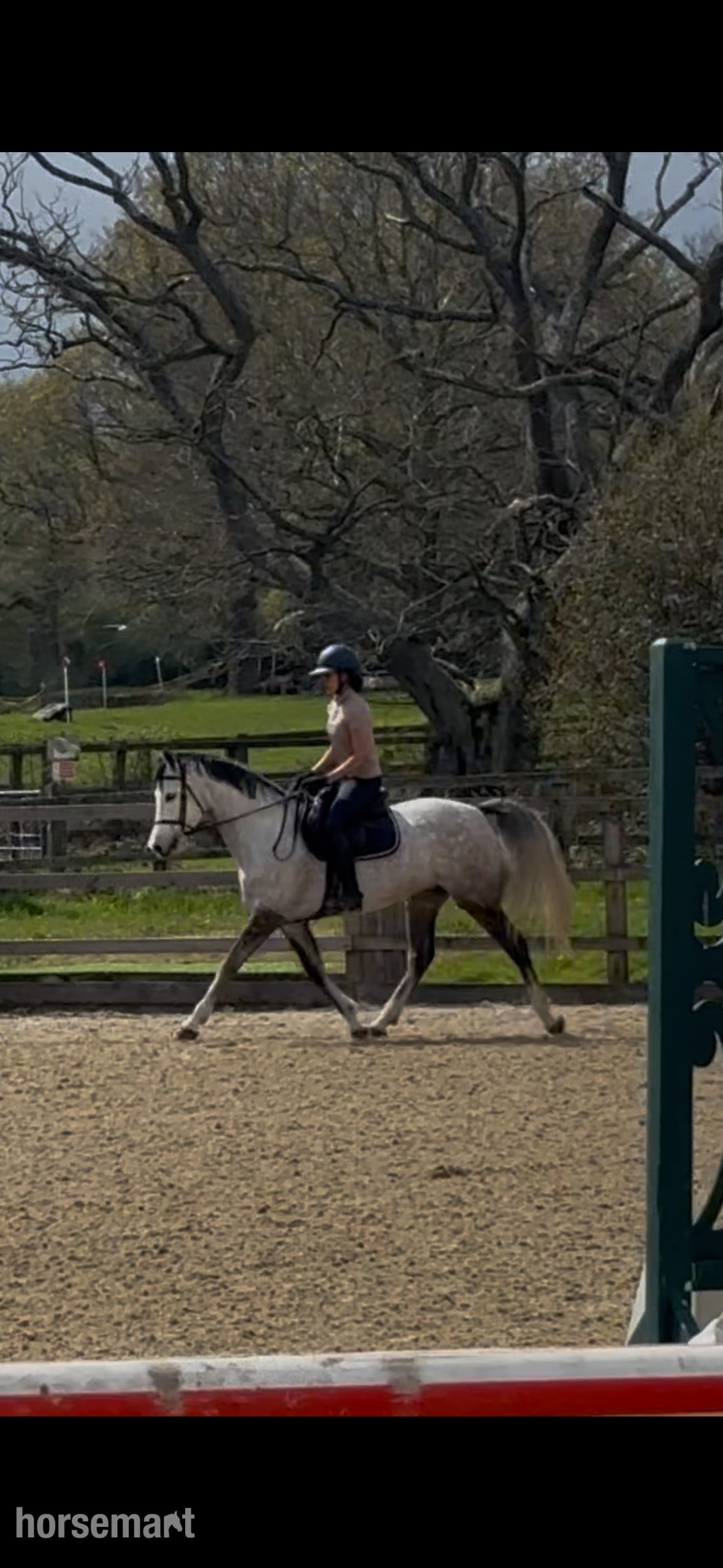 "Flashy ladies prospect" Dapple Grey Mare All Rounder in Reading