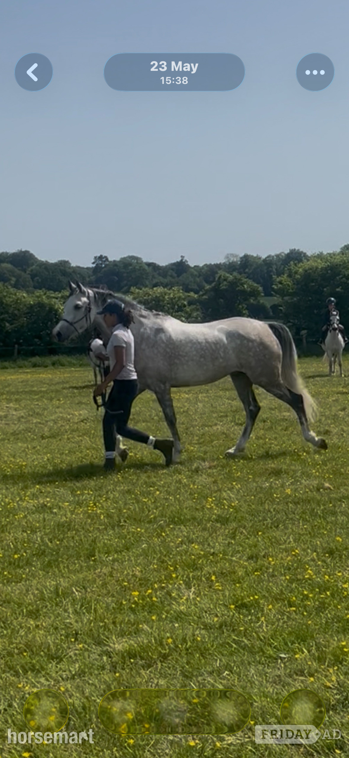 "Flashy ladies prospect" Dapple Grey Mare All Rounder
