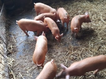 Tamworth weaners for sale