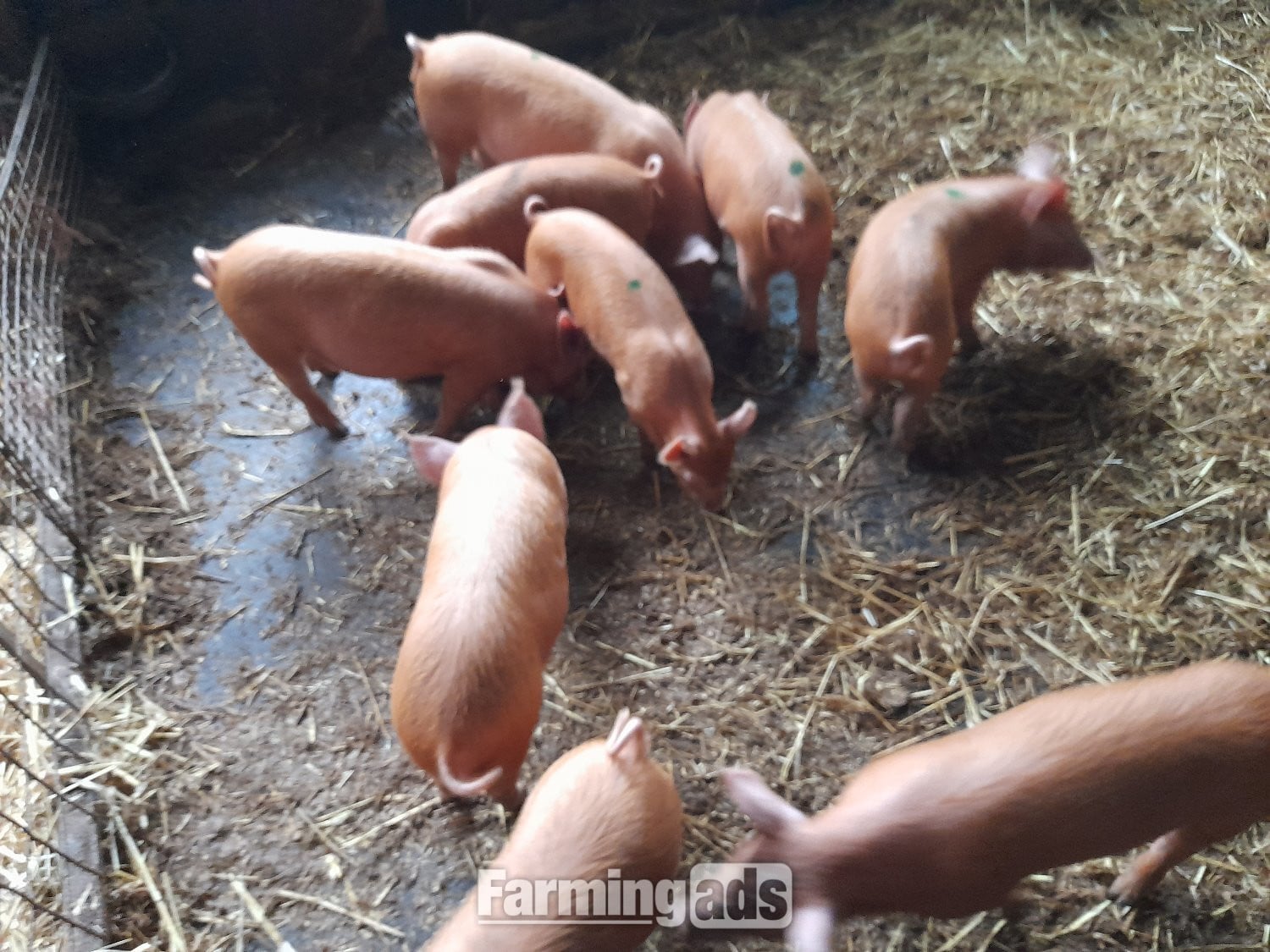 Tamworth weaners for sale in Narberth