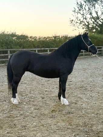 "Coedfedw Ebonie" Black Mare Broodmare