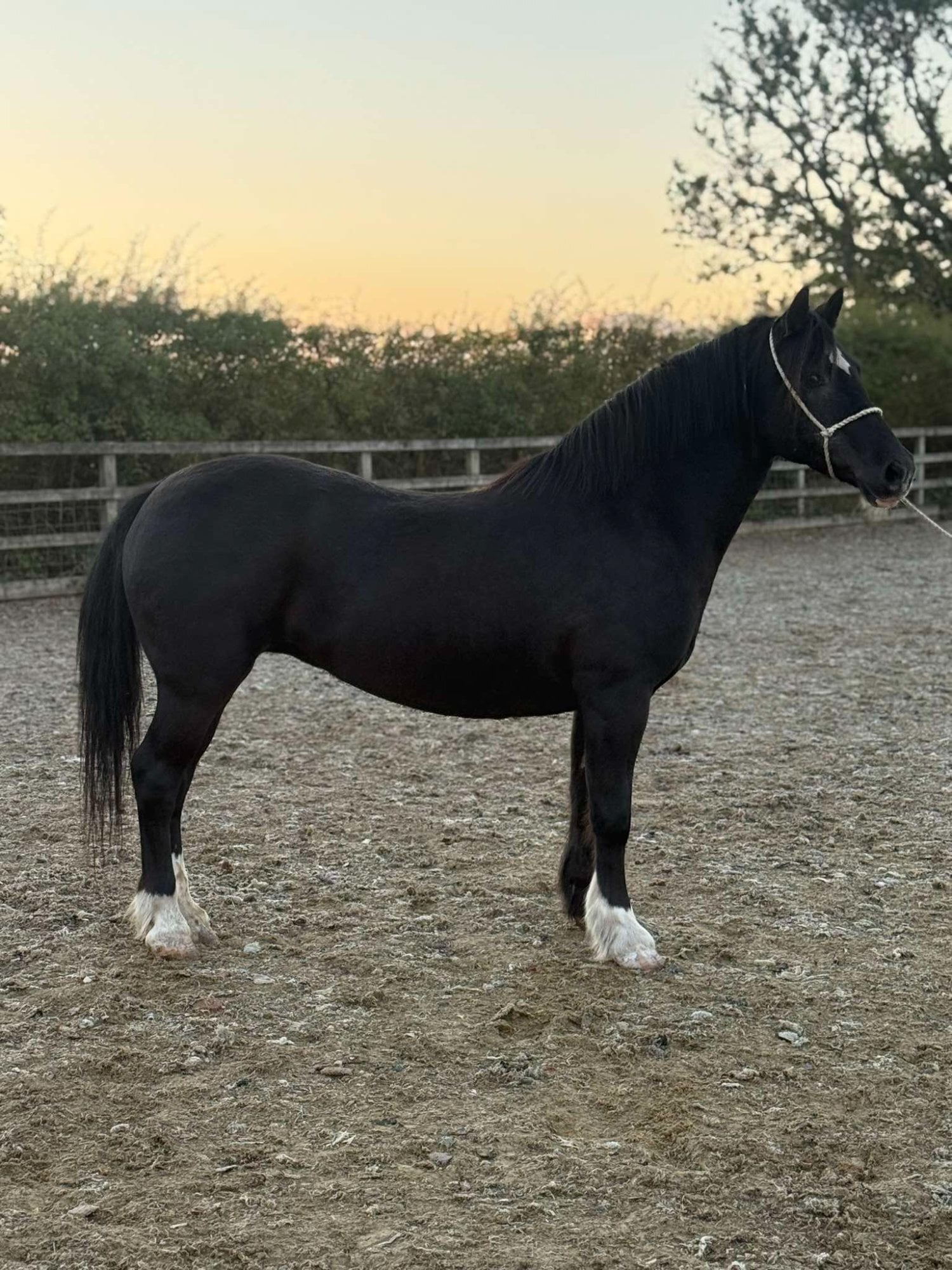 "Coedfedw Ebonie" Black Mare Broodmare