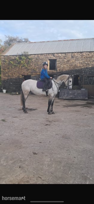 "Killerduff Archibald" Dun Gelding All Rounder
