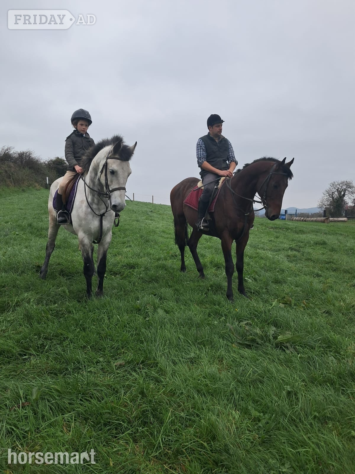 "Killerduff Archibald" Dun Gelding All Rounder