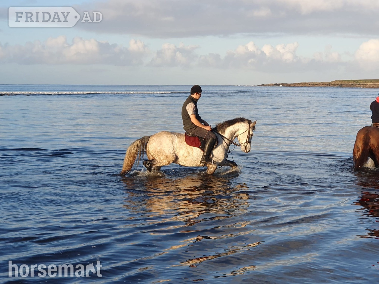 "Killerduff Archibald" Dun Gelding All Rounder - Horses in Mayo