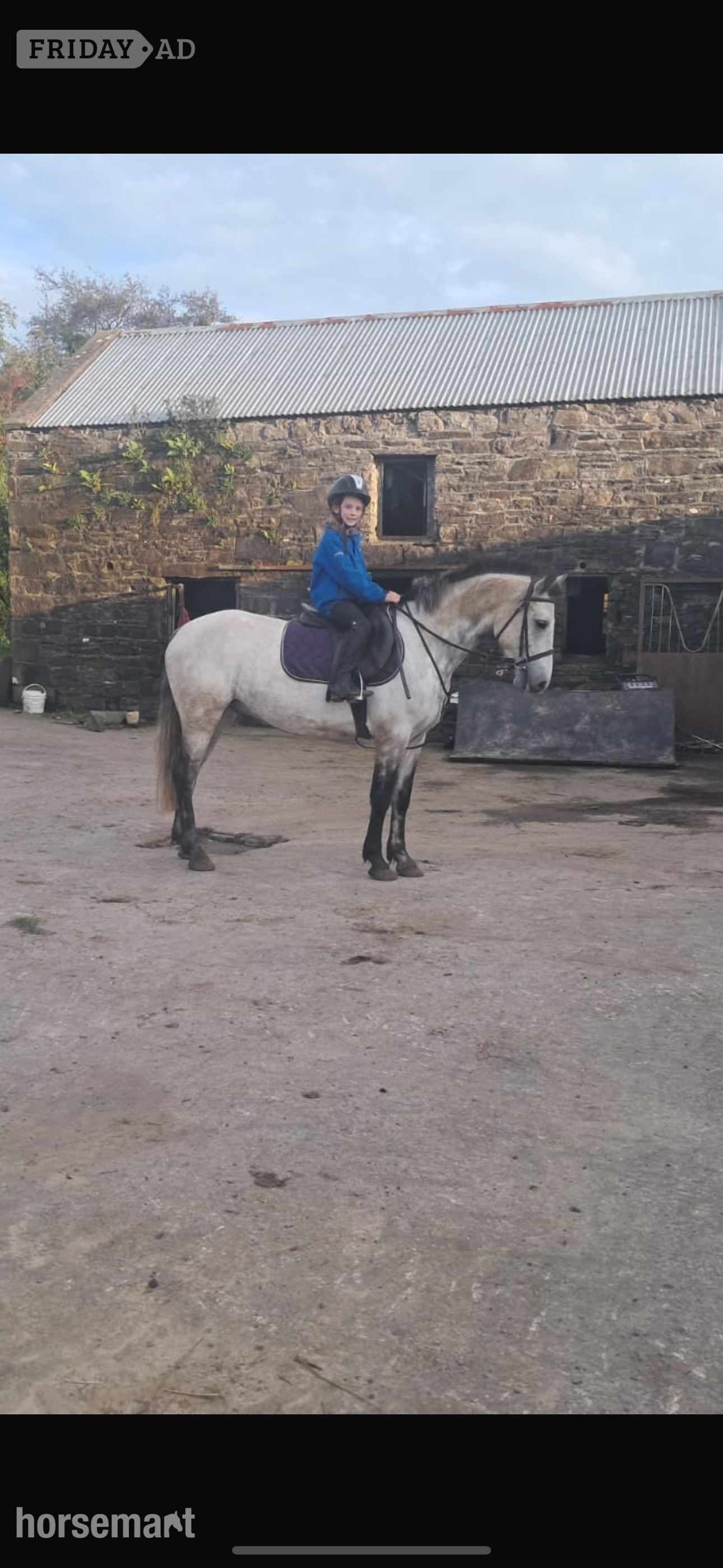 "Killerduff Archibald" Dun Gelding All Rounder in Mayo