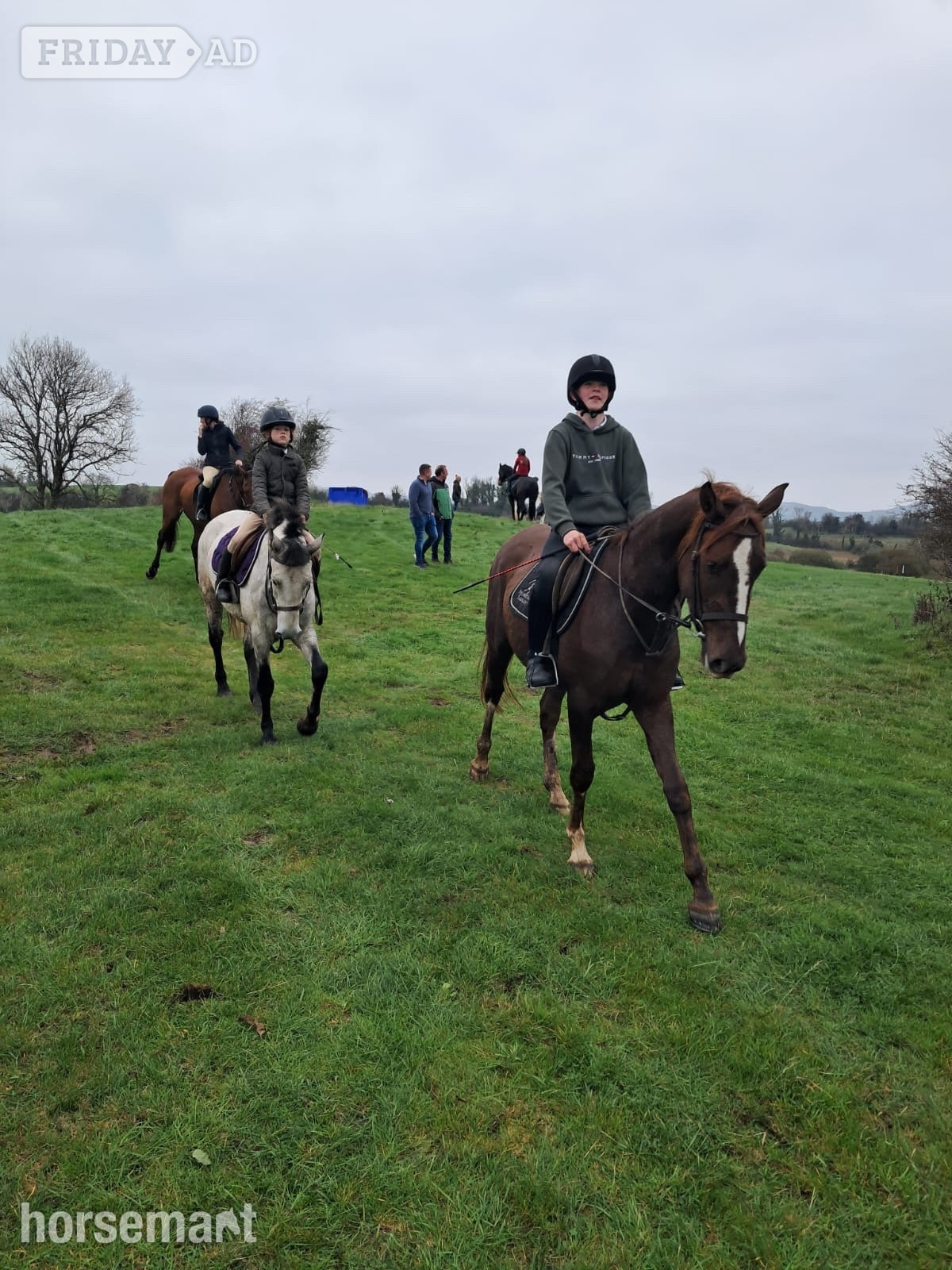 Mayo "Killerduff Archibald" Dun Gelding All Rounder
