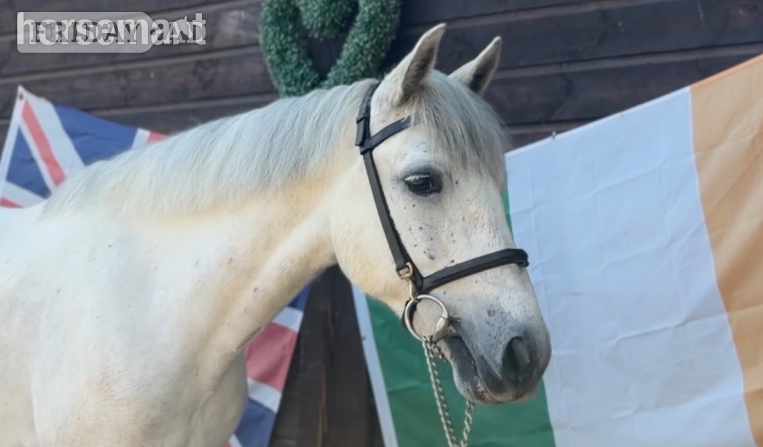 "Conor" Grey Gelding Pony Club Pony in Haywards Heath