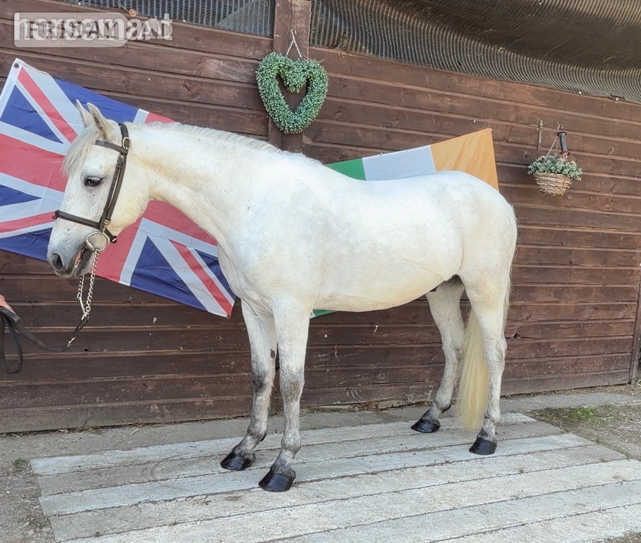 "Conor" Grey Gelding Pony Club Pony
