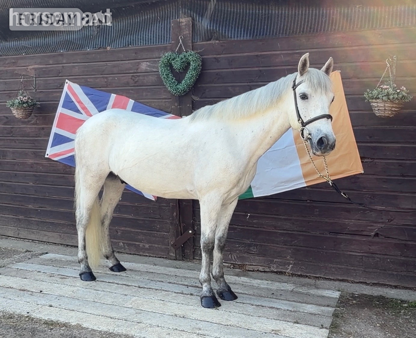 Haywards Heath "Conor" Grey Gelding Pony Club Pony