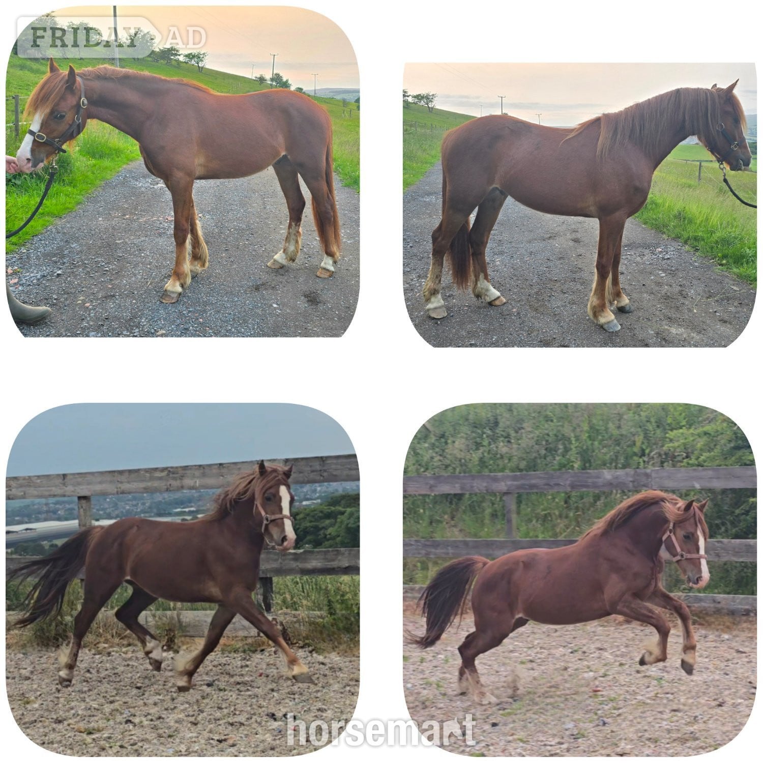"Calypso" Chestnut Gelding Youngstock / Foal in Burnley