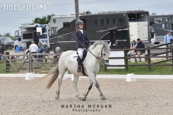 "Pepper" Grey Mare All Rounder