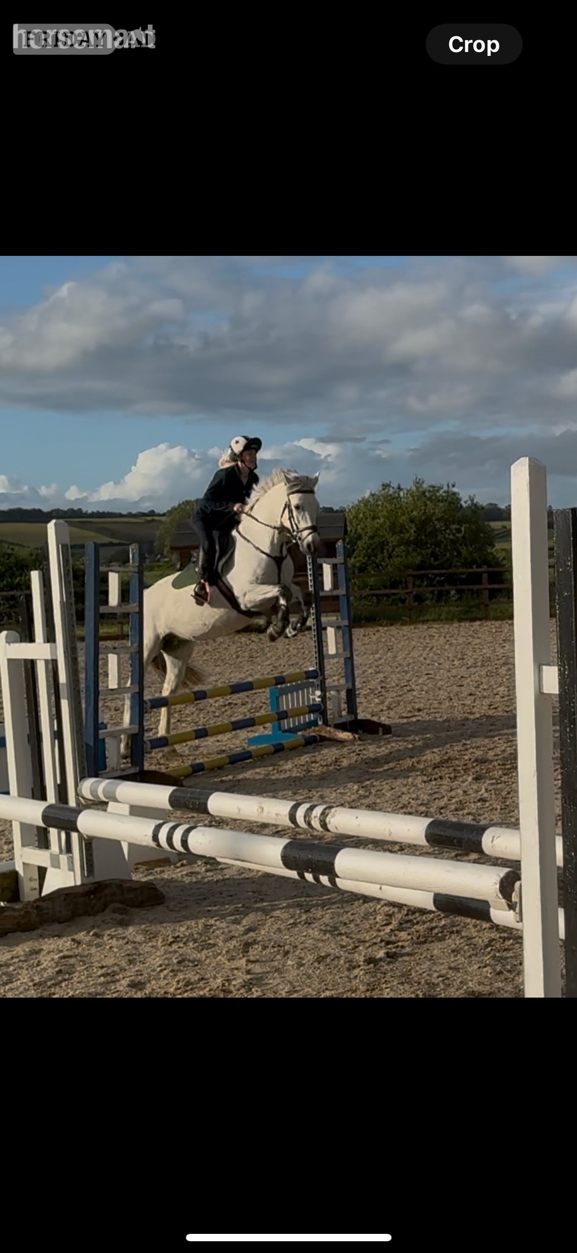 "Pepper" Grey Mare All Rounder - Horses