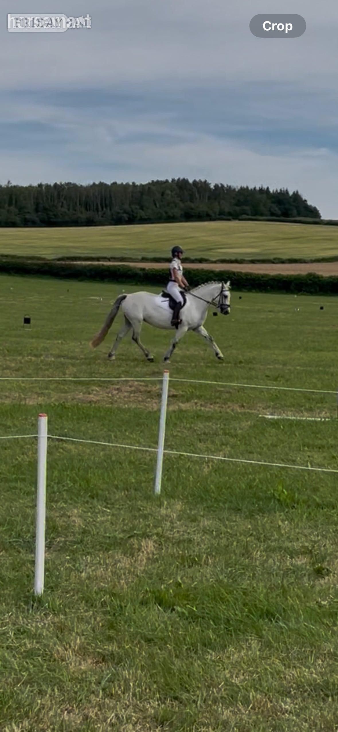 "Pepper" Grey Mare All Rounder - 