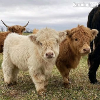 Highland miniature cattle for sale