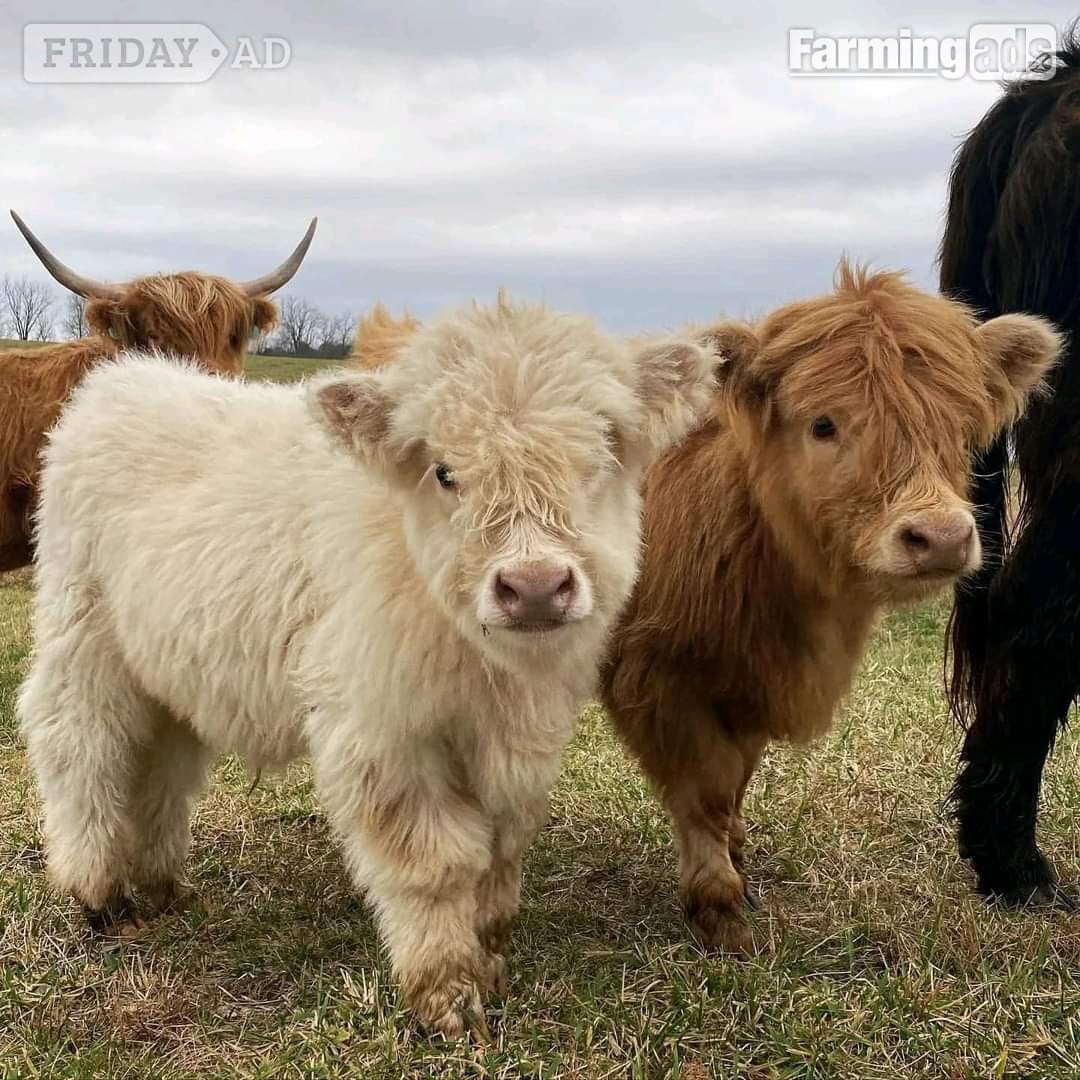 Highland miniature cattle for sale in Abberton