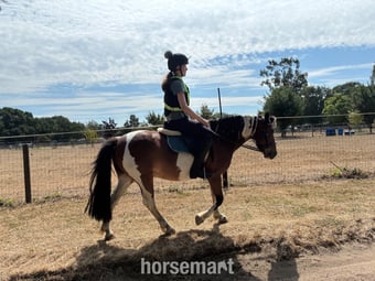 "India"  Mare All Rounder
