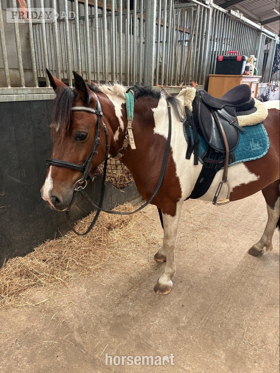 Hevingham "India"  Mare All Rounder