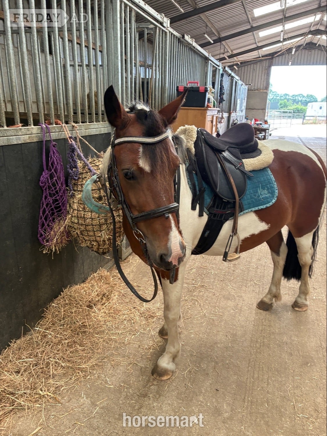 "India"  Mare All Rounder - Horses in Hevingham