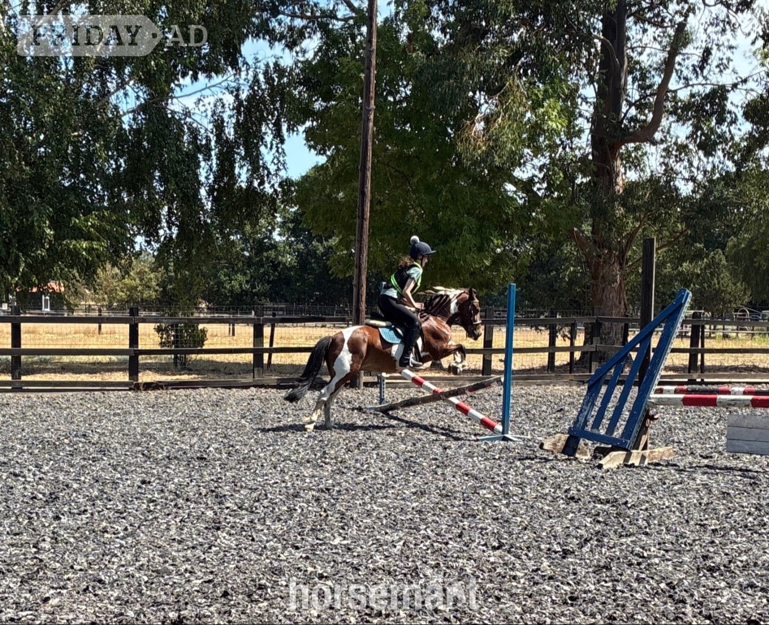 "India"  Mare All Rounder - Horses