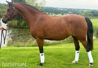 "Michon Showgirl by LE Chiffre" Bay Mare Dressage Horse