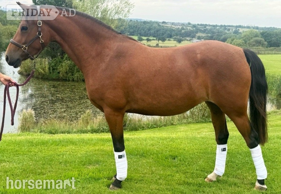 "Michon Showgirl by LE Chiffre" Bay Mare Dressage Horse in Longridge