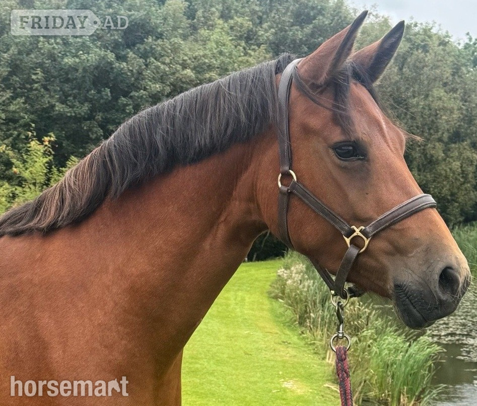 "Michon Showgirl by LE Chiffre" Bay Mare Dressage Horse