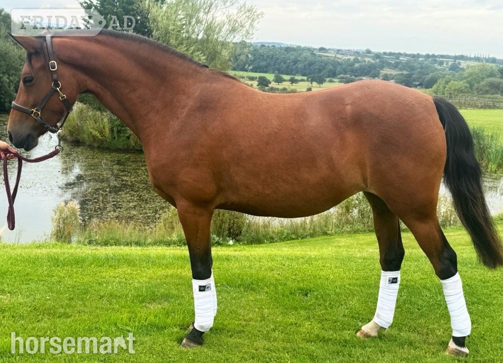 Longridge "Michon Showgirl by LE Chiffre" Bay Mare Dressage Horse