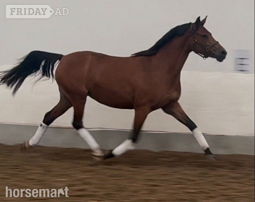 "Michon Showgirl by LE Chiffre" Bay Mare Dressage Horse - Horses in Longridge