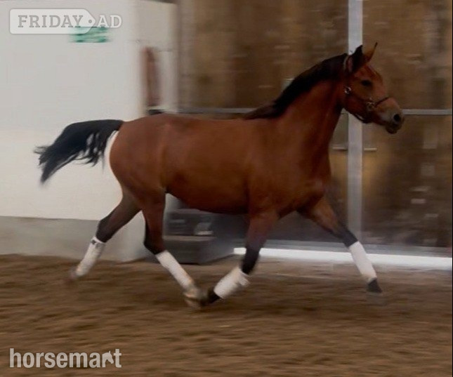 "Michon Showgirl by LE Chiffre" Bay Mare Dressage Horse - Horses