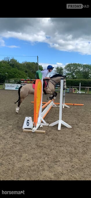 "Bear" Dun Mare Pony Club Pony