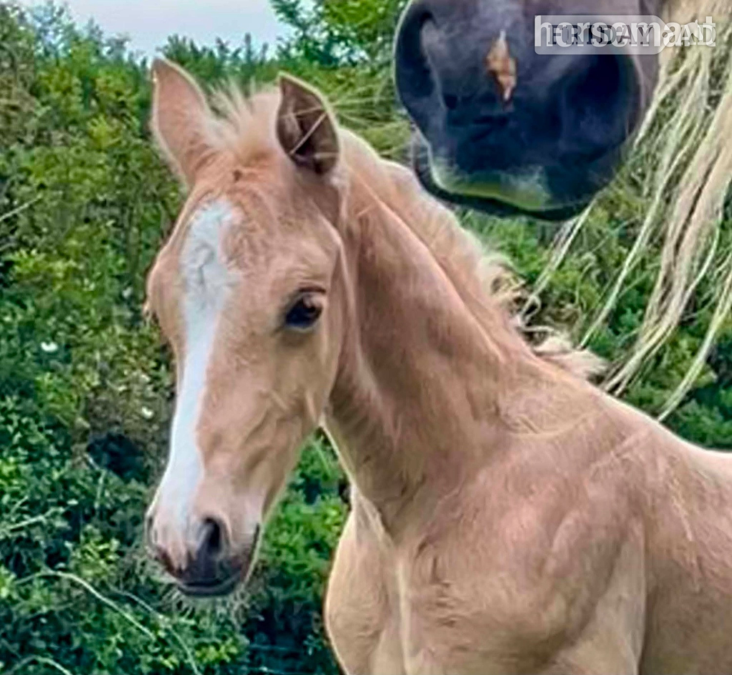 "Bartonhill Life On Mars" Palomino Colt Youngstock / Foal