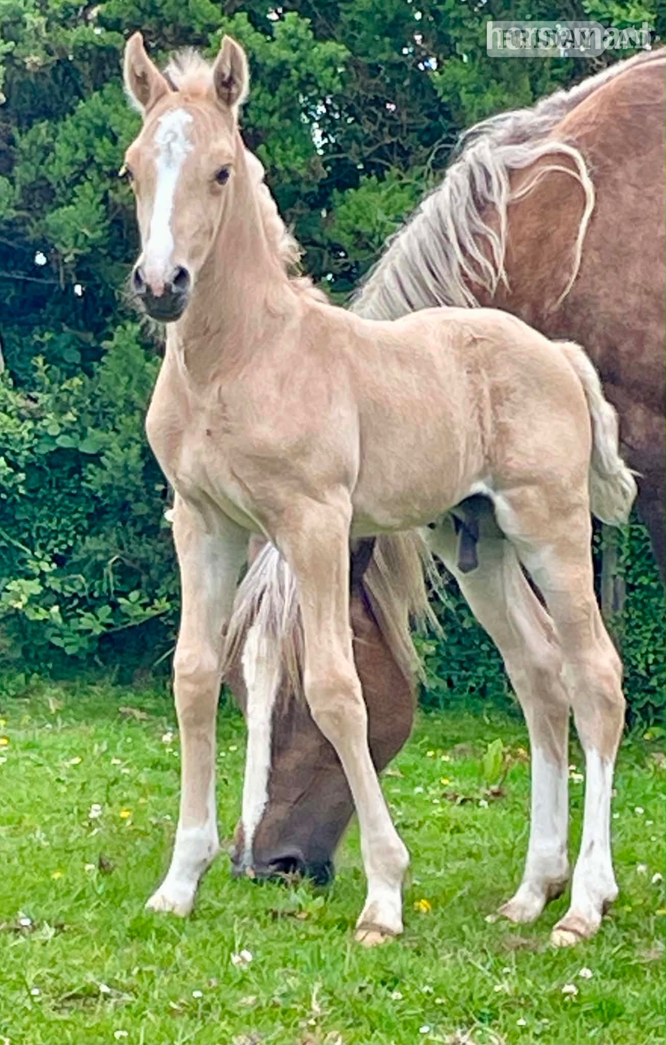 "Bartonhill Life On Mars" Palomino Colt Youngstock / Foal - Horses