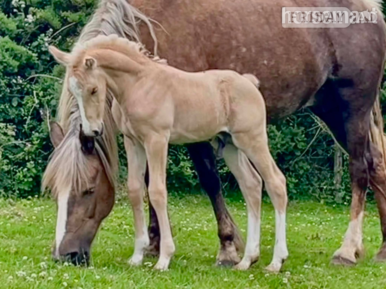 "Bartonhill Life On Mars" Palomino Colt Youngstock / Foal - Horses in Bude