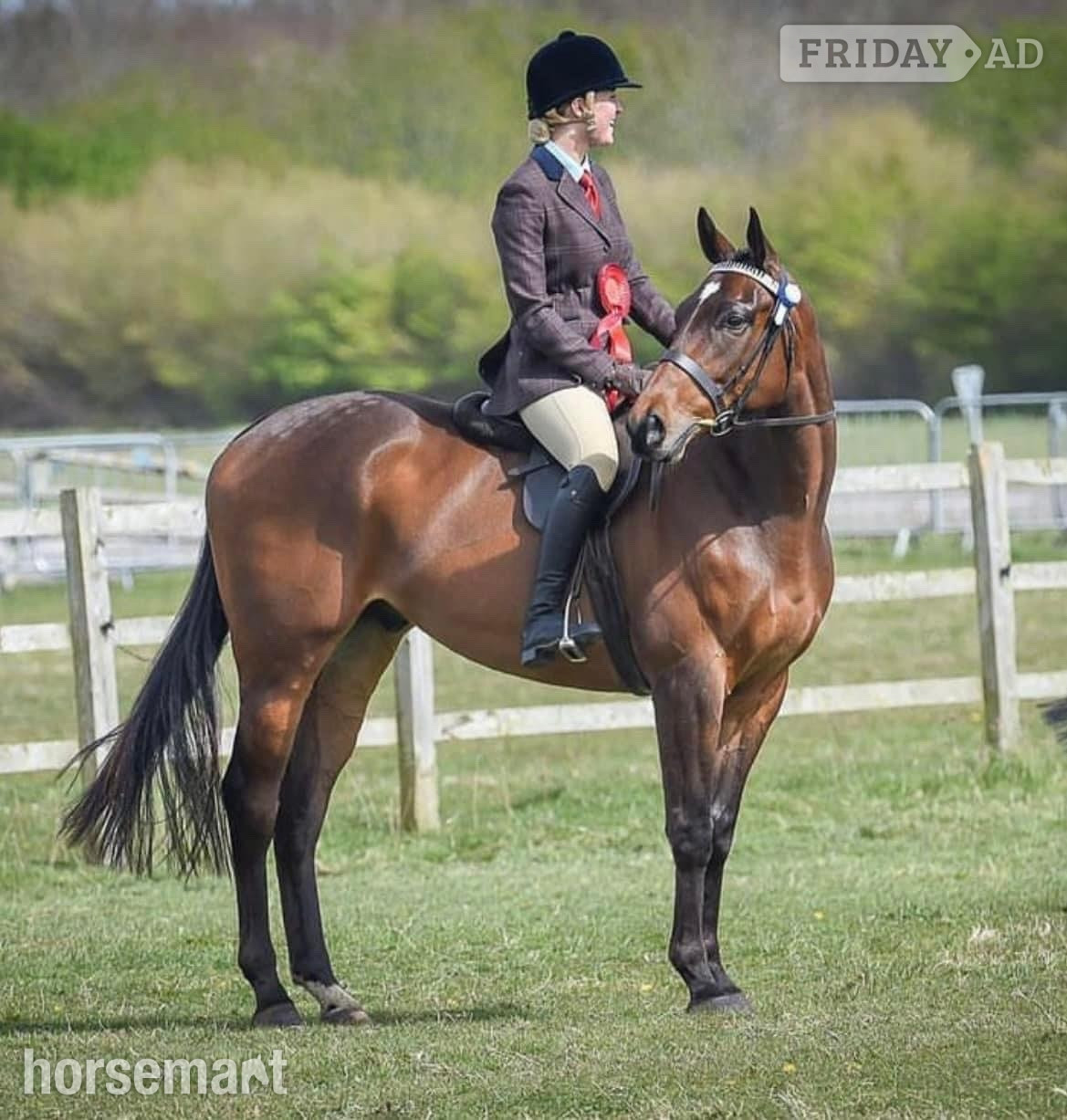 "Seren" Bay Gelding Ex Racehorse in Effingham