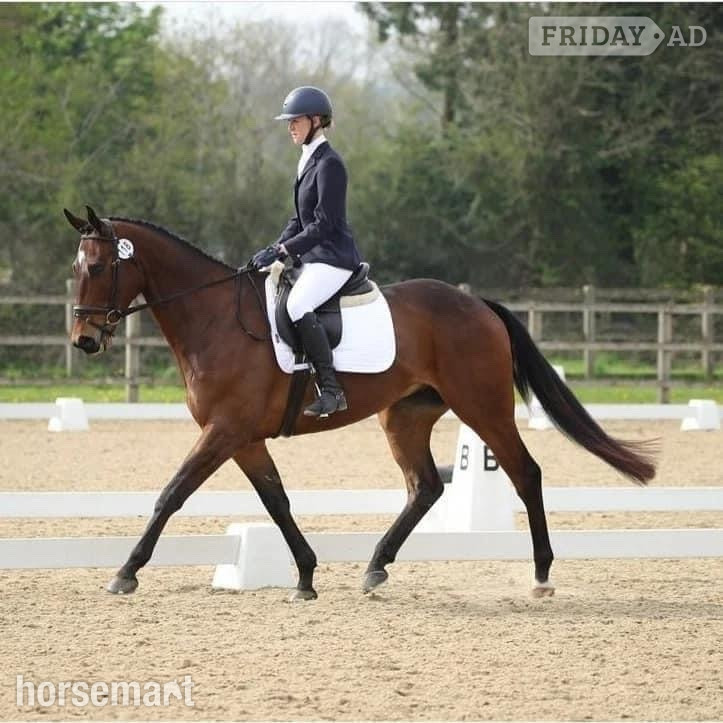 "Seren" Bay Gelding Ex Racehorse