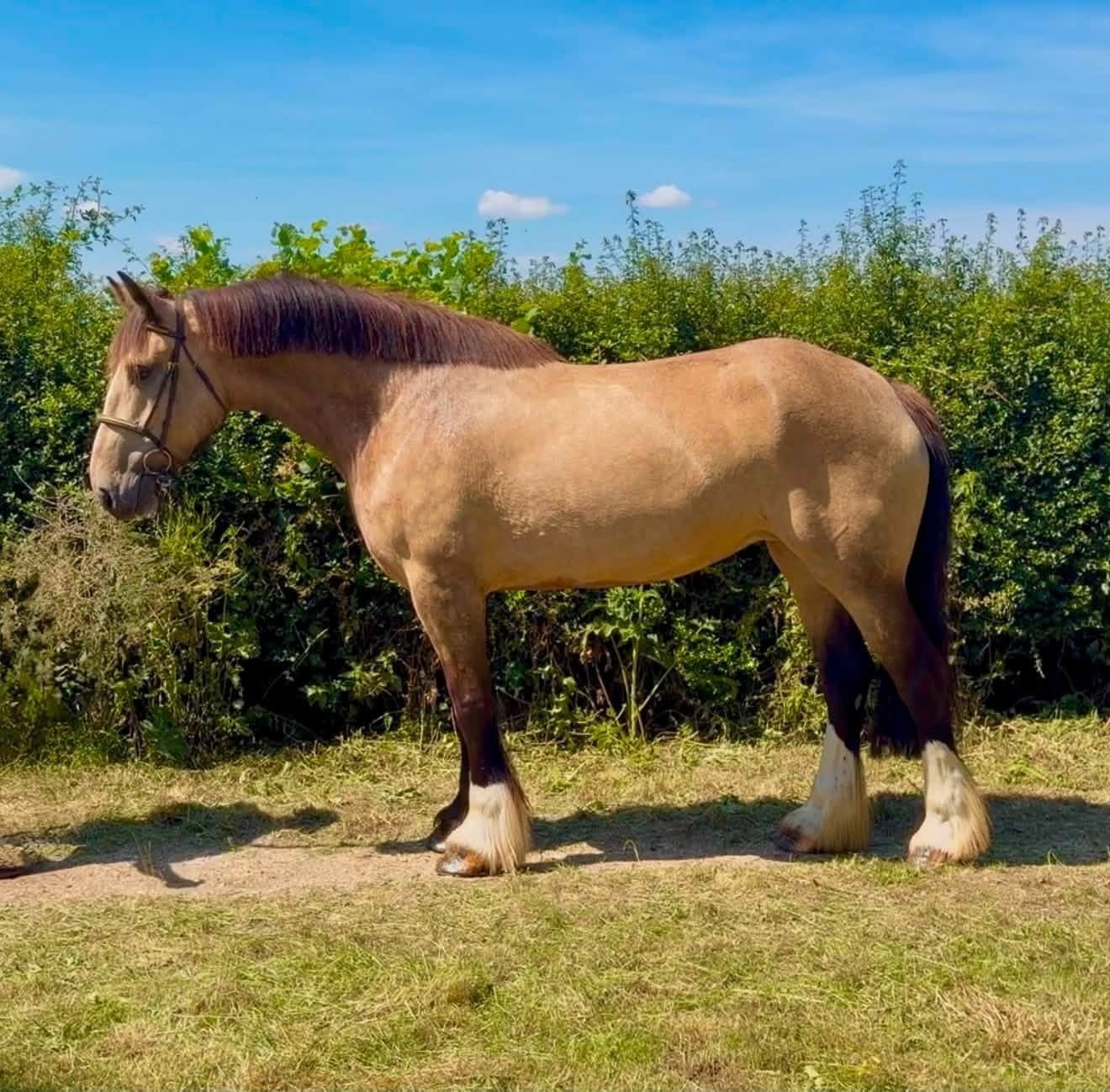 "Dolly Parton " Dun Mare All Rounder