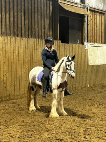 "Suzie " Skewbald Mare Family Horse