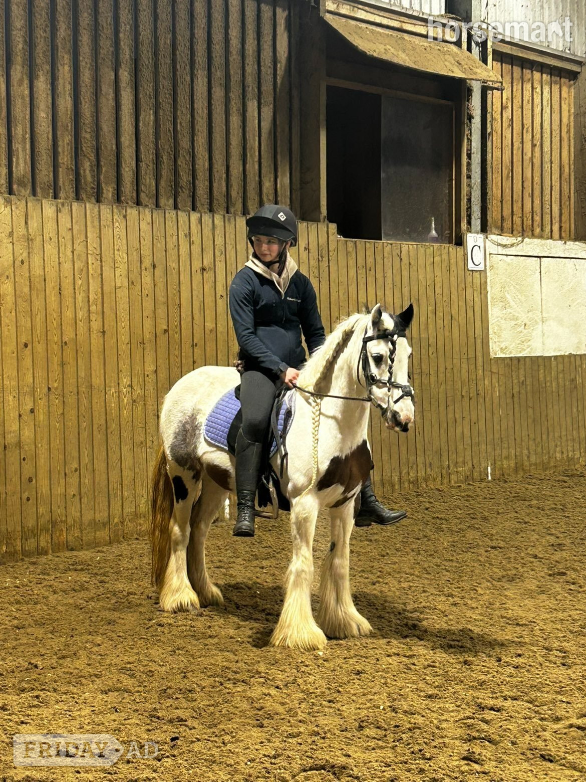 "Suzie " Skewbald Mare Family Horse in Appleby