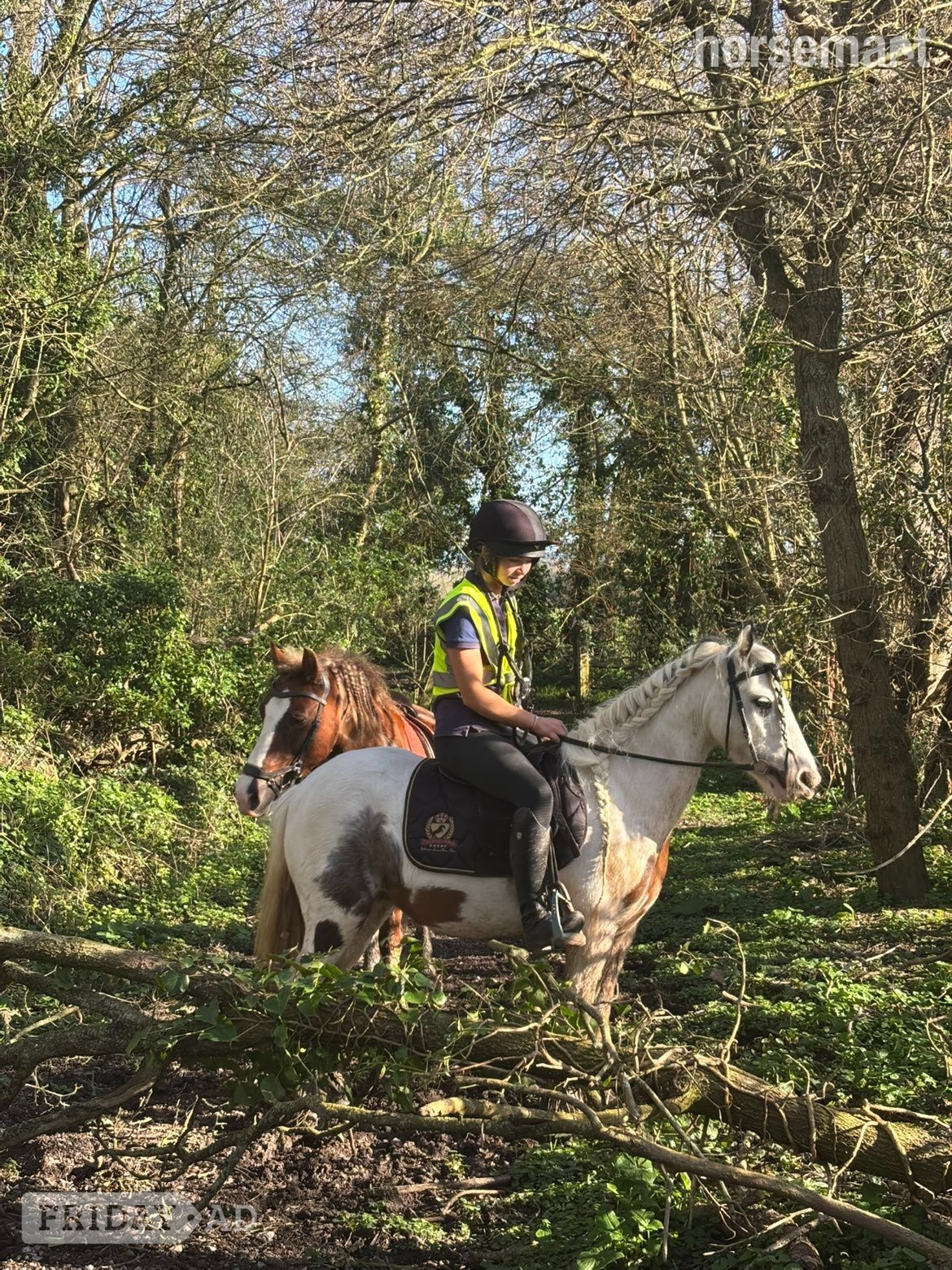 "Suzie " Skewbald Mare Family Horse