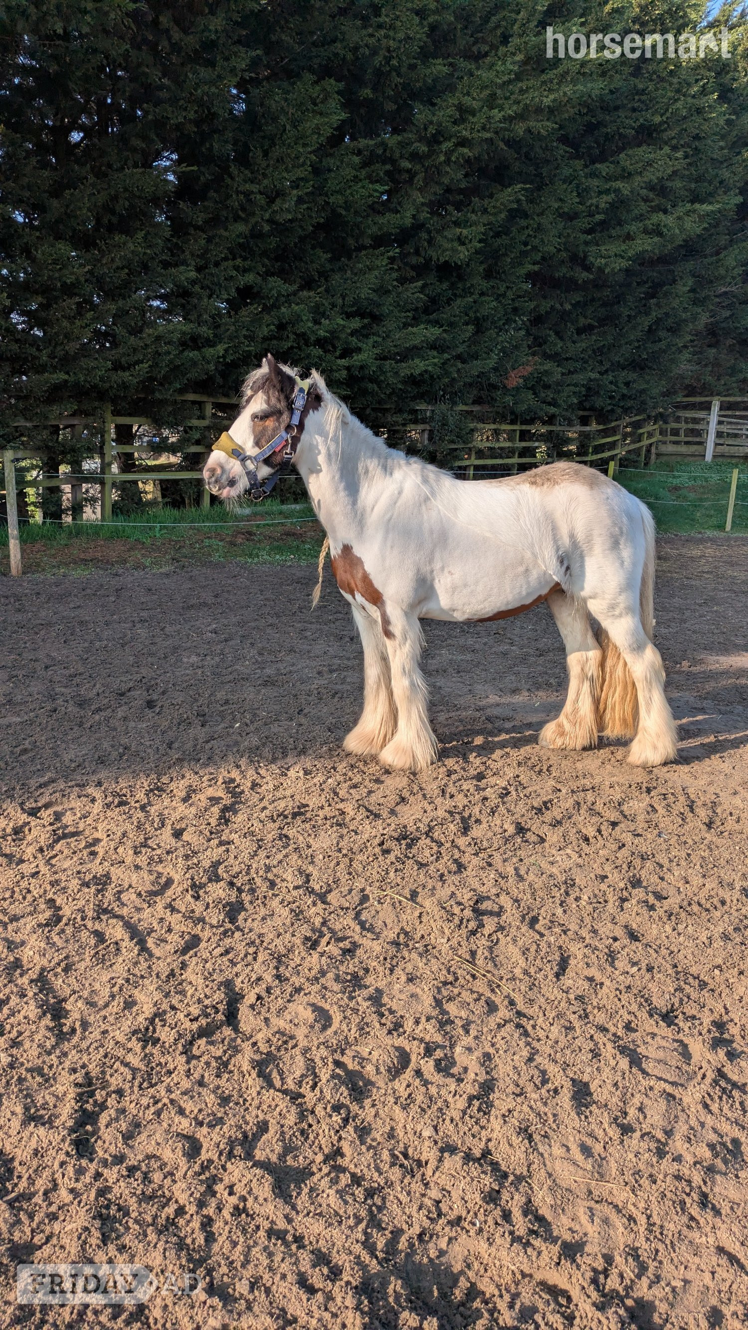 Appleby "Suzie " Skewbald Mare Family Horse