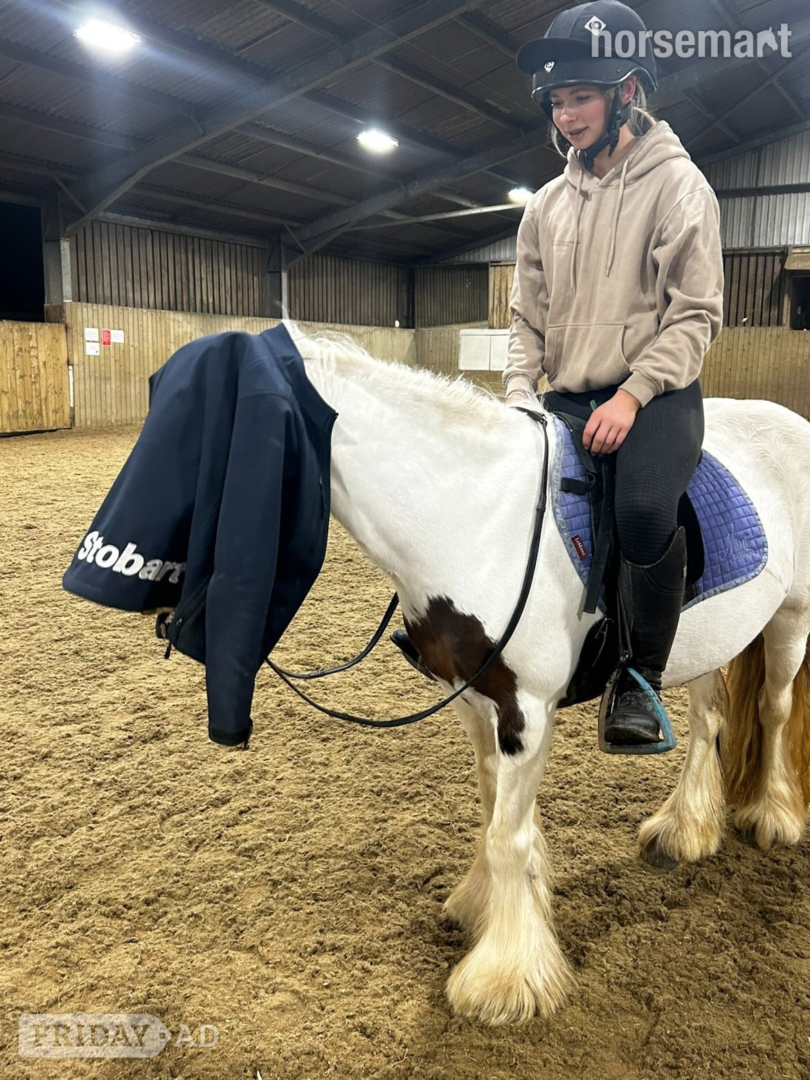 "Suzie " Skewbald Mare Family Horse - Horses in Appleby