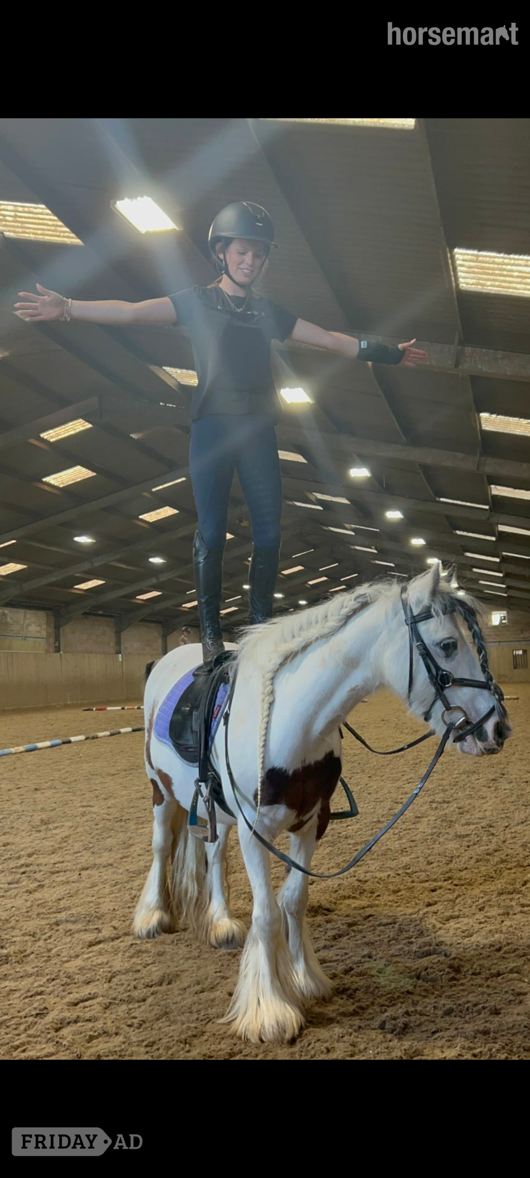 "Suzie " Skewbald Mare Family Horse - Horses