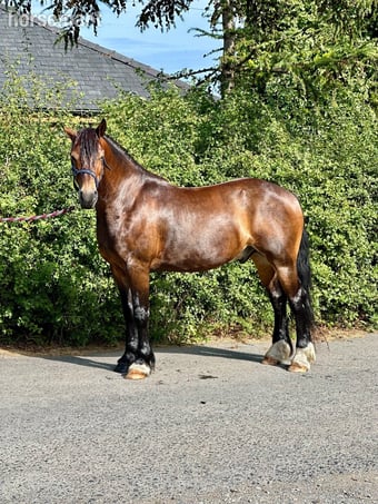"Sheroo" Bay Gelding Cob/Heavy Horse