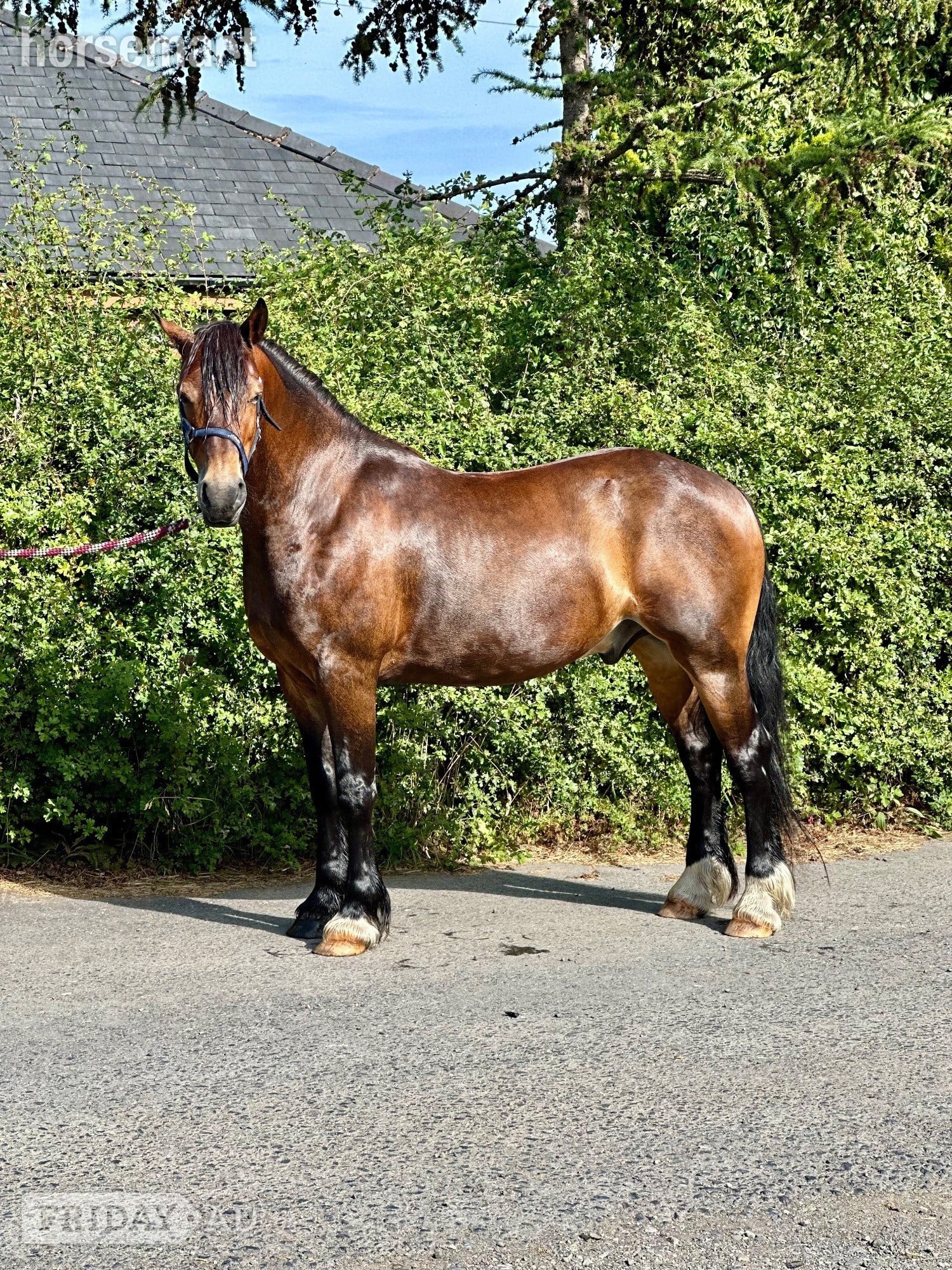 "Sheroo" Bay Gelding Cob/Heavy Horse in Radcliffe