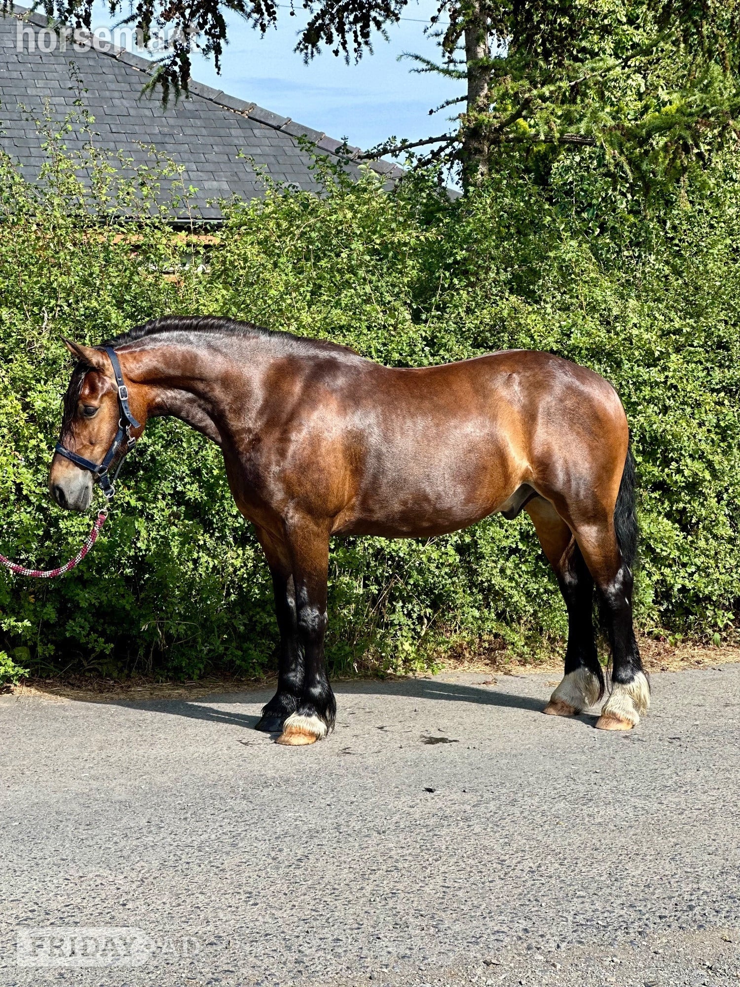 "Sheroo" Bay Gelding Cob/Heavy Horse