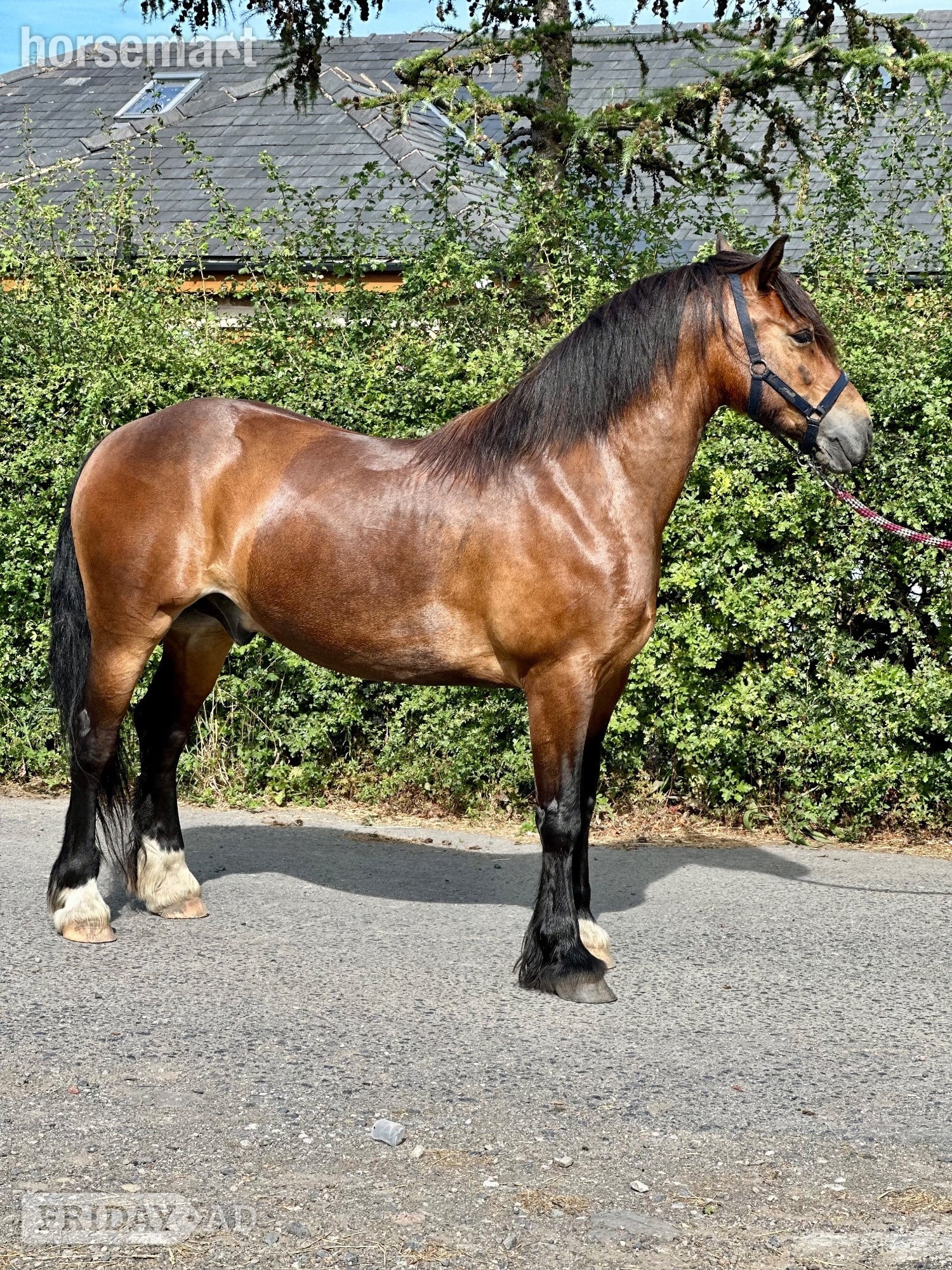 "Sheroo" Bay Gelding Cob/Heavy Horse - Horses in Radcliffe