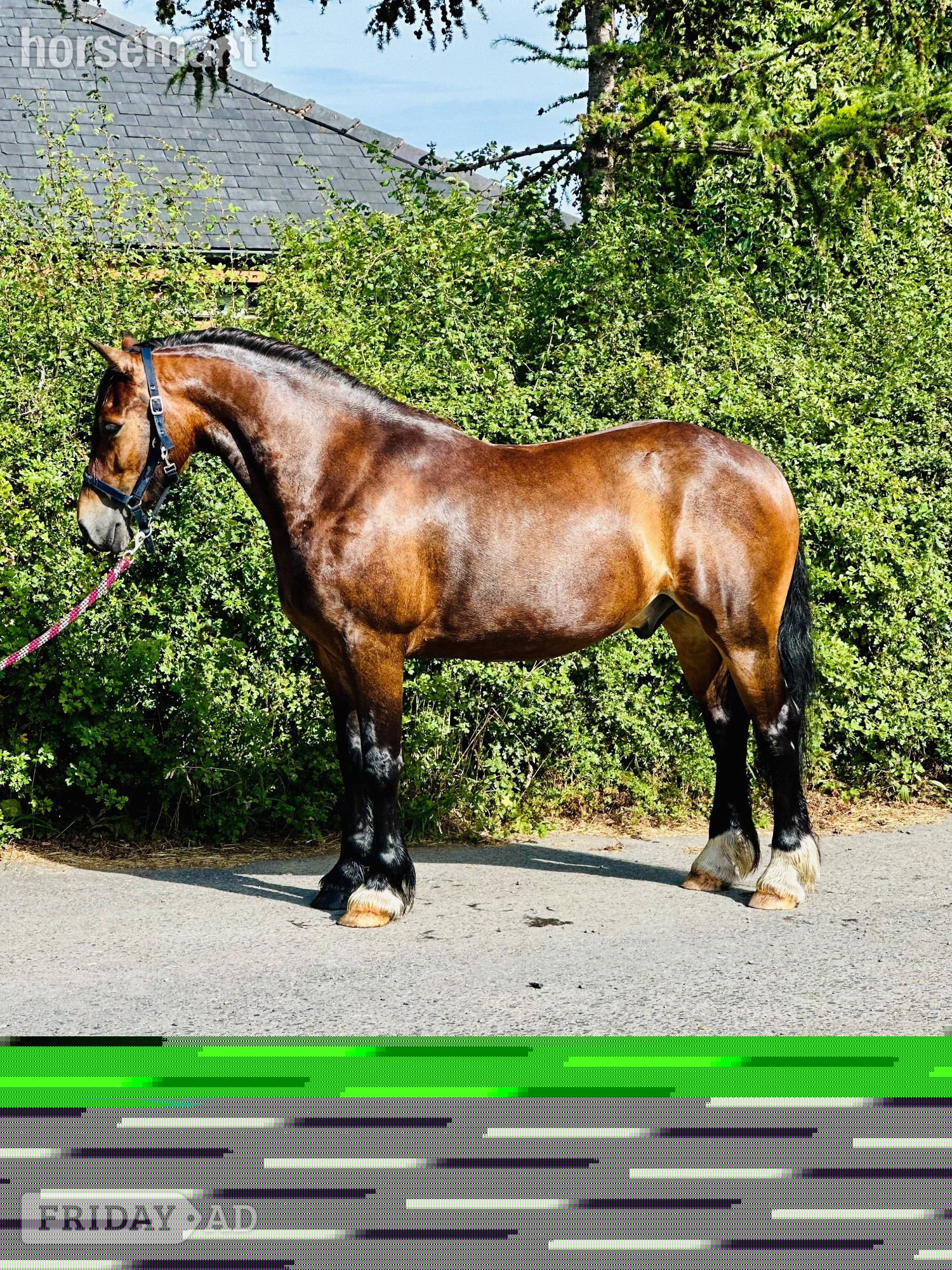 Radcliffe "Sheroo" Bay Gelding Cob/Heavy Horse