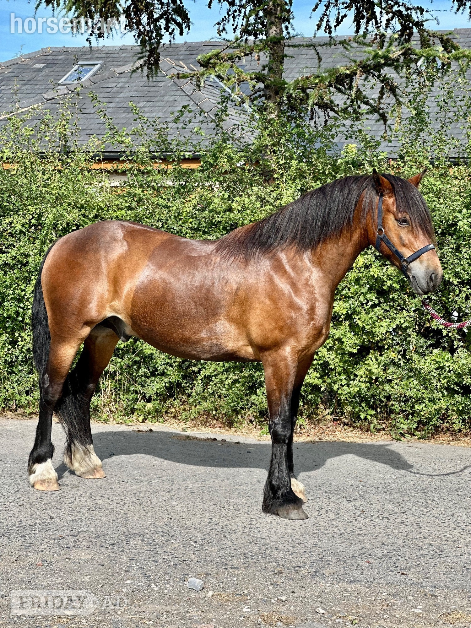 "Sheroo" Bay Gelding Cob/Heavy Horse - Horses